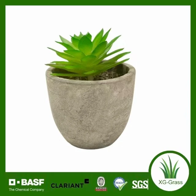 Pebble Succulents ตลอดกาล