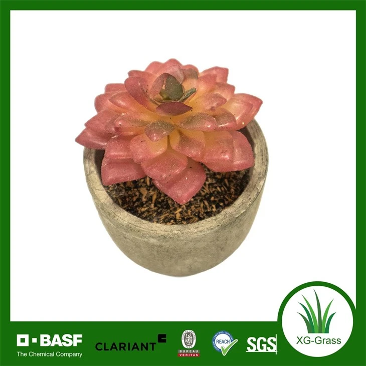 Xingu Lifelike Succulent Home Decor For Stylish Indoor Spaces suppliers